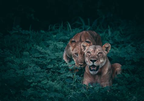10 Best Africa Wildlife Documentaries Wtm Global Hub