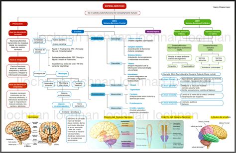 Mapa Conceptual De Las Funciones Del Sistema Nervioso Image Boni