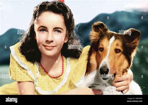 Lassie Come Home 1943 Mgm Film With Elizabeth Taylor Stock Photo Alamy