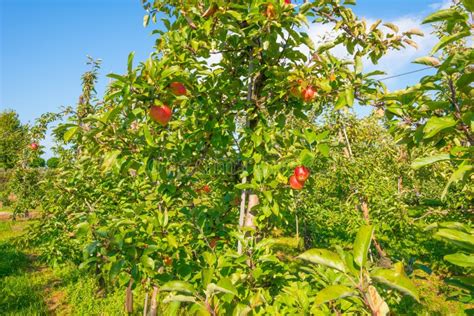 Fruit Trees In An Orchard In Sunlight In Autumn Stock Image Image Of