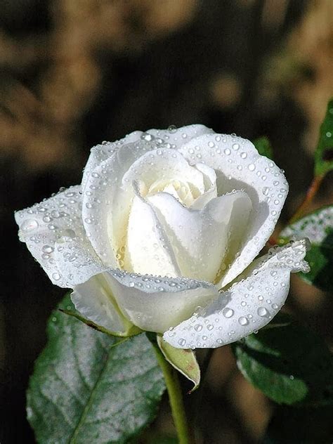 Visit the post for more. Kumpulan Gambar Bunga Mawar Putih yang Cantik & Indah:Blog ...