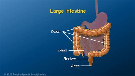The small intestine is connected to the stomach and handles the middle part of the digestion process. What is an Ileostomy? (With images) | Ileostomy, Inflammatory bowel disease, Large intestine