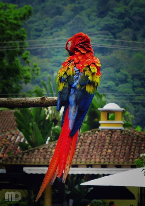 Animals Parrots Feather Bird Color Macaw Hd Phone Wallpaper Pxfuel