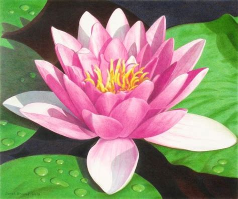Lily Pad Flower Drawing At PaintingValley Explore Collection Of