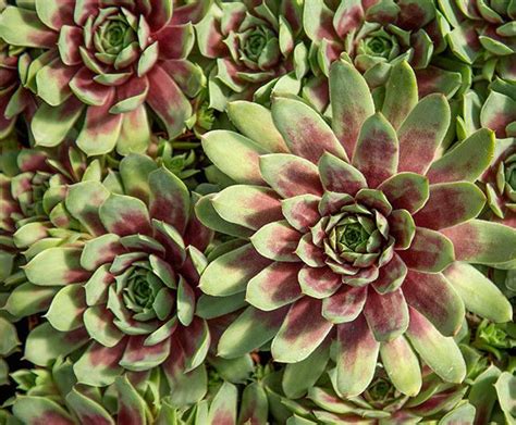 Red Hens And Chicks Sempervivum Ruby Heart Canada Hens And