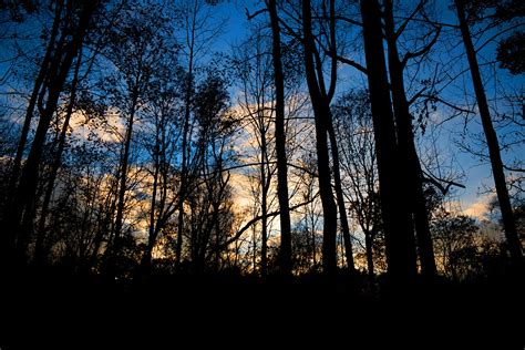 Forêt De Papier Peint Arbres Sombre Crépuscule Soir Hd Large