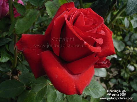 Roses Roses Photo 29801785 Fanpop