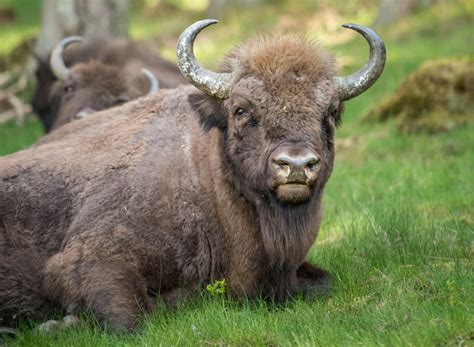 Il bisonte | in florence since 1970. Dove puoi vedere il bisonte europeo | LifeGate