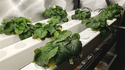 Growing strawberries indoors using hydroponics - General Fruit Growing - Growing Fruit