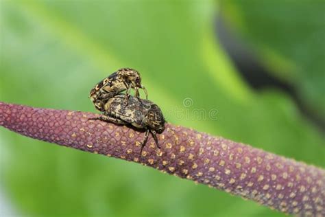Two Insects Stock Image Image Of Love Beautiful Indonesia 96007667