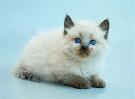 Balinese Cats Hypoallergenic Personality Price Adoption