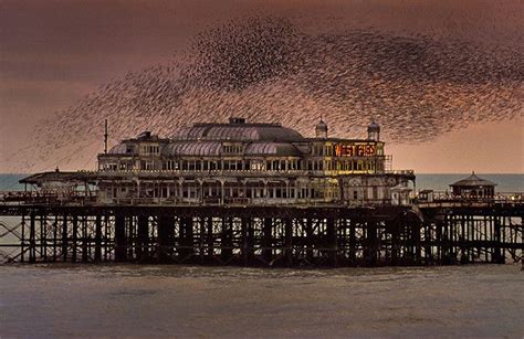 Brighton Pier Starlings Mathematics Geometry Starling Science And