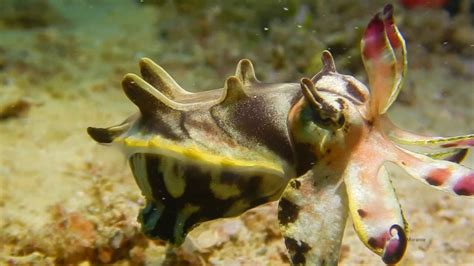 Giant Clams Puerto Galera Philippines Youtube