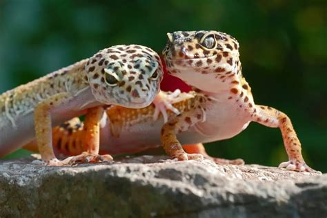 Can Leopard Geckos Live Together In The Same Tank Smartly Pet