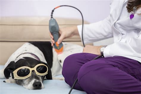 What Does Laser Treatment Do For Dogs