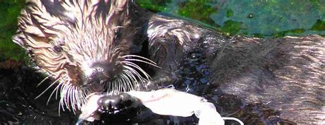 The Vital Role of Aquariums and Zoos in Sea Otter Conservation - Sea