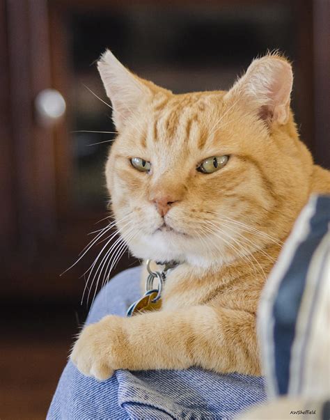 charlie cat photograph by allen sheffield pixels