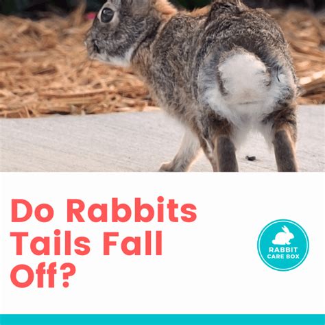 Do Rabbits Tails Fall Off What To Do If They Lose Their Tail