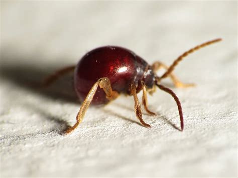 10 Bugs That Look Like Bed Bugs And How To Tell The Difference 2023