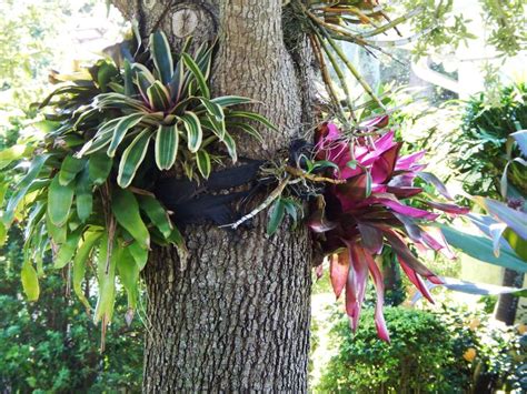 Bromeliads Mounted In A Tree Tropical Landscaping Bromeliads