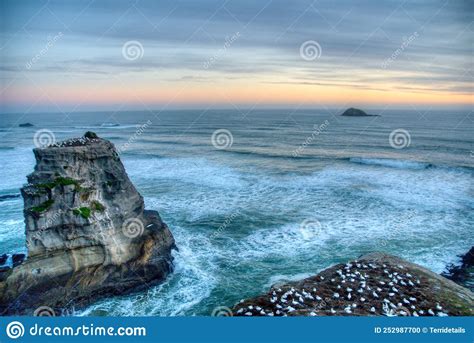 Muriwai Gannet Colony At Sunset With White Capped Waves West Auckland