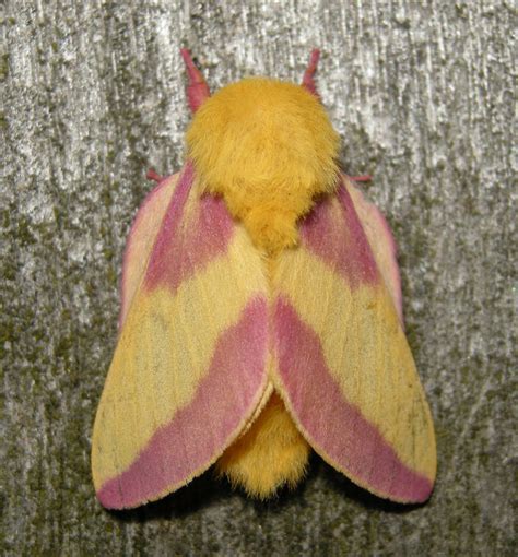 Rosy Maple Moth Dryocampa Rubicunda A Photo On Flickriver