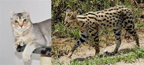 Jungle Curl Vs African Serval Breed Comparison Mycatbreeds