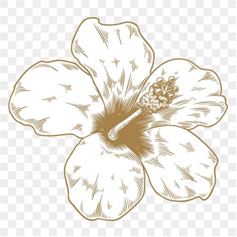 Gold And White Hibiscus Free Png Sticker Rawpixel
