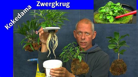 Bitte halte die abstandsregeln ein und trage eine. Pflanzen im Haus Update Zwergkrug / Kokedama Moose - YouTube