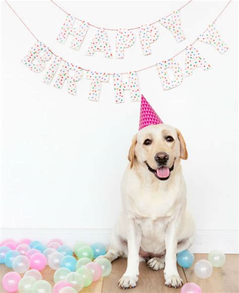 Everything You Need To Throw Your Dog The Best Birthday Party Ever