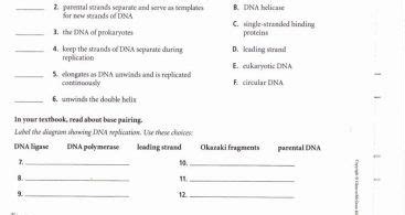 The nature of dna structure and replication worksheet answers in studying. Dna Structure and Replication Worksheet Answers ...
