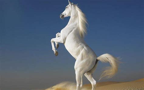 Beautiful Horse Horses Wallpaper 22410594 Fanpop