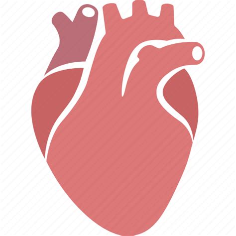 Cardiology Cardiovascular Circulatory Heart Human Organ System Icon