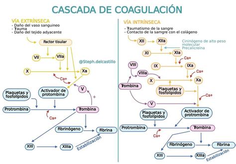 Esquema Cascada De Coagulacion