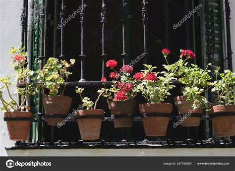 Flower Pots Window — Stock Photo © Tc2412 247759290