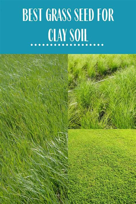 Best Grass Seed For Clay Soil Review With Buying Guide Constant
