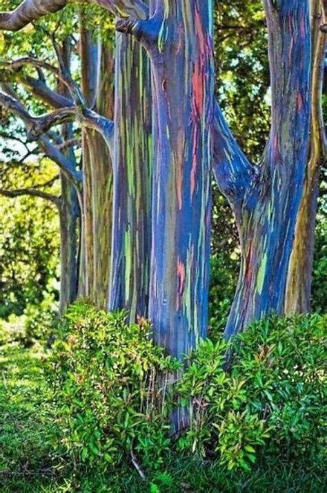 How To Plan A Trip To Maui In Winters And Summers Rainbow Eucalyptus
