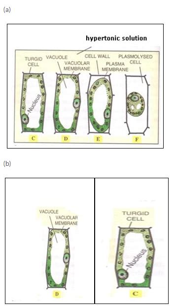 Selina Concise Biology Class 10 Icse Solutions Absorption By Roots