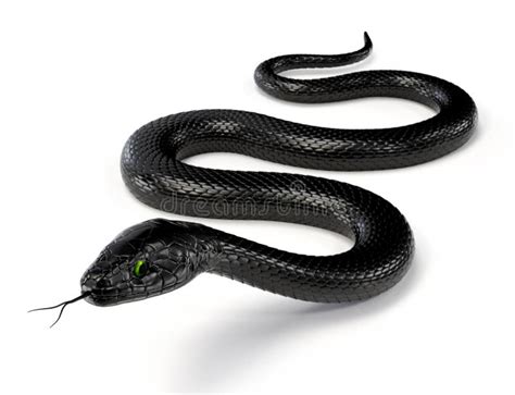 Black Snake Iii Stock Photo Image 54930923