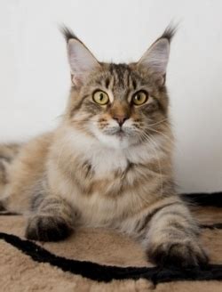 The maine coon is the largest domesticated cat breed. Maine Coon Characteristics