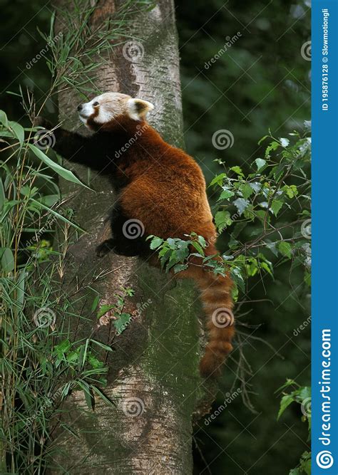 Red Panda Ailurus Fulgens Adult Standing On Tree Trunk Stock Photo