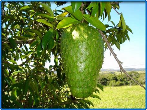 8 amazing health benefits of durian fruit. Durian Belanda | Zainabs Garden