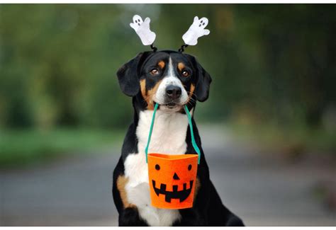 Picture Of Cute Dog In Halloween Costume Dog Photography