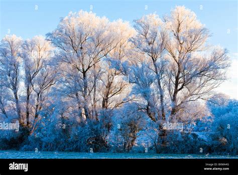 The Sun Setting On Hoar Frost On Willow Trees In The Coln Valley Near