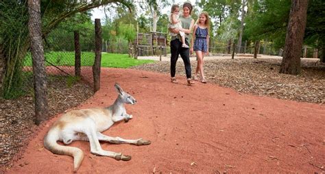 Melbourne Zoo Tickets Prices Discounts Keeper Talks Animals