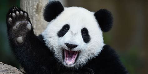 10 Ways To Celebrate Pandas No Longer Being Endangered