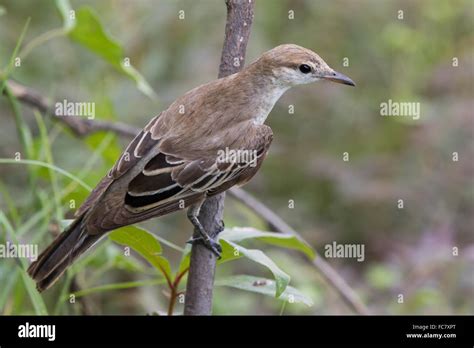 Female White Winged Triller Lalage Tricolor Stock Photo Alamy