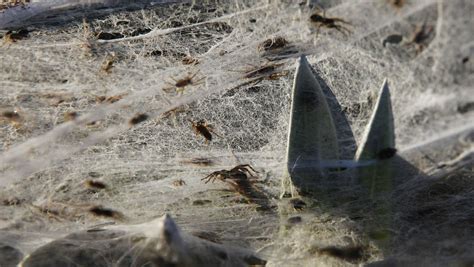 Redback spider (deutsch meist rotrückenspinne): Australien: Spinnen ließen sich auf Farm in Goulburn ...