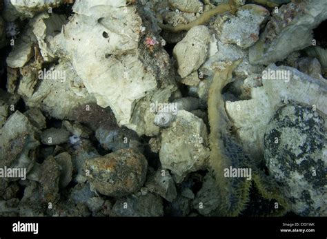 A Dynamited Coral Head With Dead Fish On The Bottom Destroyed By