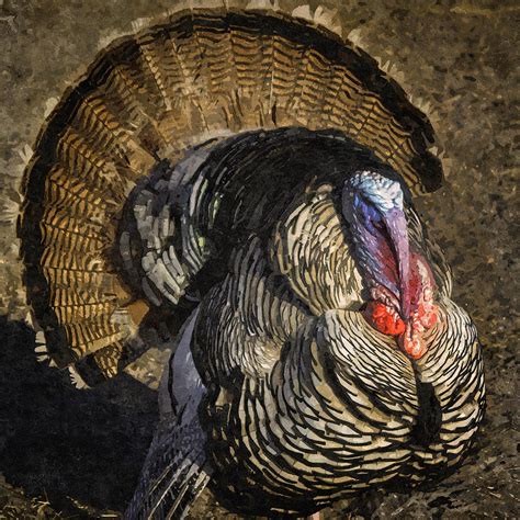 Turkey Day Strut Photograph By Lynn Palmer Fine Art America